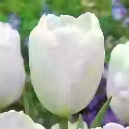Hakuun